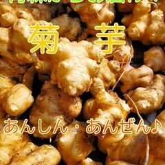 菊芋5キロ1000円!掘り取り体験付き！