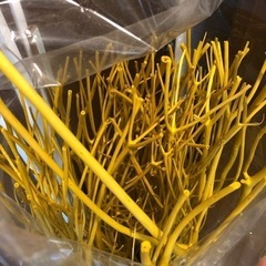 枝　オブジェの画像