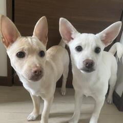 家族として大切に育ててくれる方募集します。