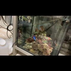 海水魚いろいろ