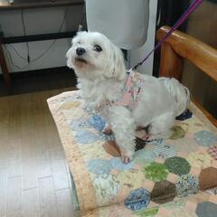 手作り犬用ハーネスS［配送料込み］2の画像