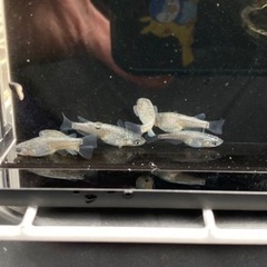 メダカ　サファイア　画像の個体　①の画像