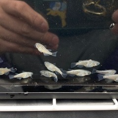 メダカ　サファイア　画像の個体　①の画像