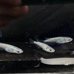 メダカ　サファイア　画像の個体　②の画像