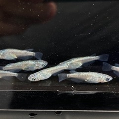 メダカ　サファイア　画像の個体　②の画像