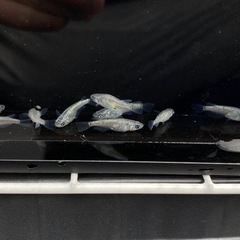 メダカ　サファイア　画像の個体　②の画像