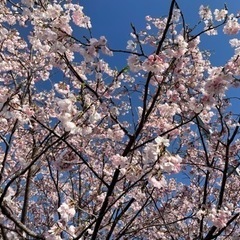 豊橋浜松あたりで友達募集🌸