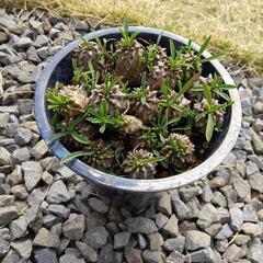 多肉植物4の画像