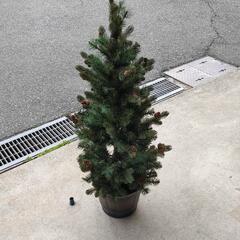 【無料】0328-083 クリスマスツリー
