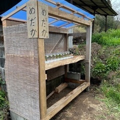 めだか無人販売　500円〜の画像