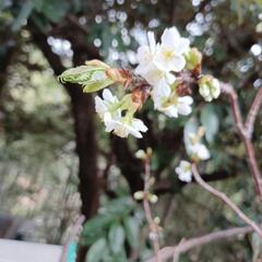 桜のはな　　まだ咲いてます。