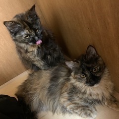 💕長毛スコティッシュ姉妹💕
