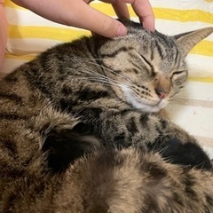 💕スコティッシュ一歳💕