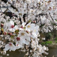お花見ピクニックしませんか🌸