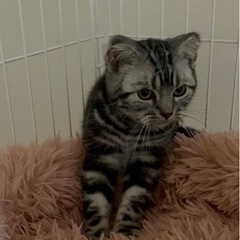 アメショー 男の子 7ヶ月
