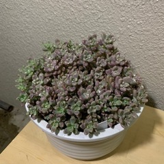 多肉植物　グラプト