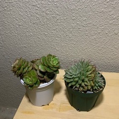 多肉植物2