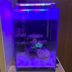 海水水槽　フルセット　アクアリウム　熱帯魚　海水魚