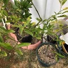 元寇　3年生鉢植え苗木　超希少品種