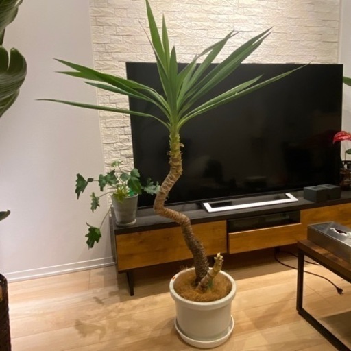 観葉植物　ユッカ　取りに来て頂ける方。　入れ物付き