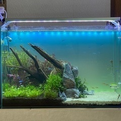 水草水槽　　フルセット　アクアリウム　熱帯魚　水槽