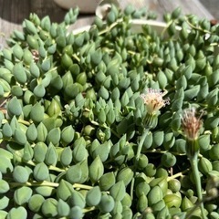 グリーンネックレス　多肉植物