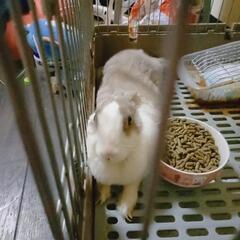 【一時停止】ミニウサギ ケージ付き