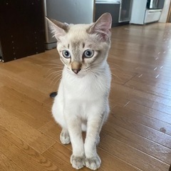 大事に育ててくださる家族を探しています
