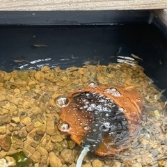 メダカで癒されませんか❓の画像