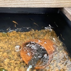 メダカで癒されませんか❓の画像