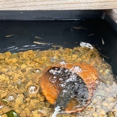 メダカで癒されませんか❓の画像