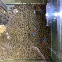 ネオンテトラ3匹