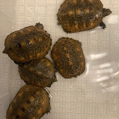 ニホンイシガメ2021CB