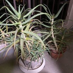 明日で終了　アロエの鉢植え　１～３鉢　0円であげます。4/3取引...