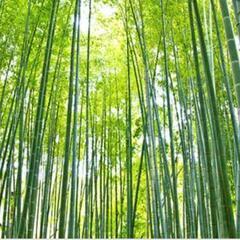 竹無料で譲ってほしいです。