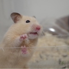 【キンクマハムスター】3ヶ月目の赤ちゃんです - 葛飾区