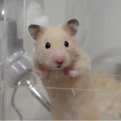 【キンクマハムスター】3ヶ月目の赤ちゃんですの画像