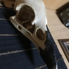 巨大なカラスの頭蓋骨(樹脂)