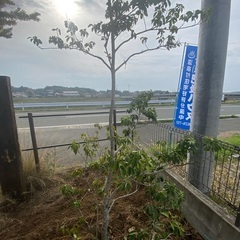 庭木　ソヨゴ
