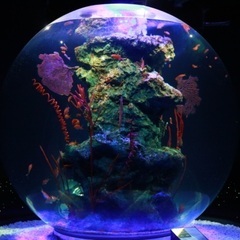 3月29日お昼から(14時)名古屋港水族館で写真撮りませんか！ - 名古屋市