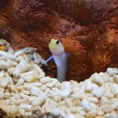 3月29日お昼から(14時)名古屋港水族館で写真撮りませんか！ − 愛知県