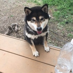 ●柴犬●女の子●