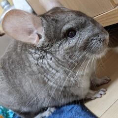 甘えん坊のチンチラです(決まりました)