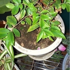 ジャボチカバの苗の画像