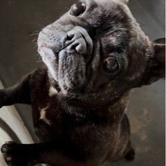 引退犬の里親募集