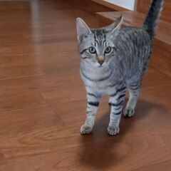 甘えん坊な猫ちゃん - 猫