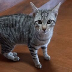 甘えん坊な猫ちゃん - 米子市