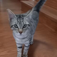 甘えん坊な猫ちゃん