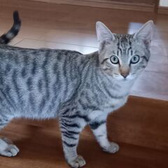 甘えん坊な猫ちゃん − 鳥取県
