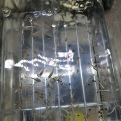 紅白体外光　5匹　300円